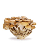 MAITAKE MUSHROOM - 24x3.5oz