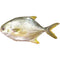 GOLDEN POMPANO FISH - 700/900 - 40#