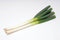 JAPANESE LEEKS (NEGI) - 24 BUNCHES