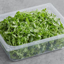BABY ARUGULA - 4#