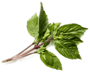 THAI BASIL LEAF - LOOSE