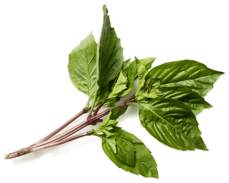 THAI BASIL LEAF - LOOSE