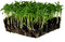 GREEN MICRO CILANTRO - 4oz