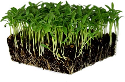 GREEN MICRO CILANTRO - 4oz