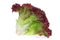 RED LEAF LETTUCE - 24 HD