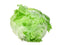 ICEBERG LETTUCE - 24 HD