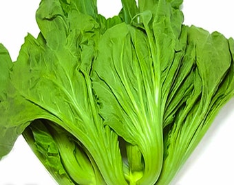 Sachet De 50 Graines De Chou Indien (Gai Choy) - Légume Feuille Asiatique - Facile à Cultiver