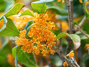SWEET OSMANTHUS - 30x200g