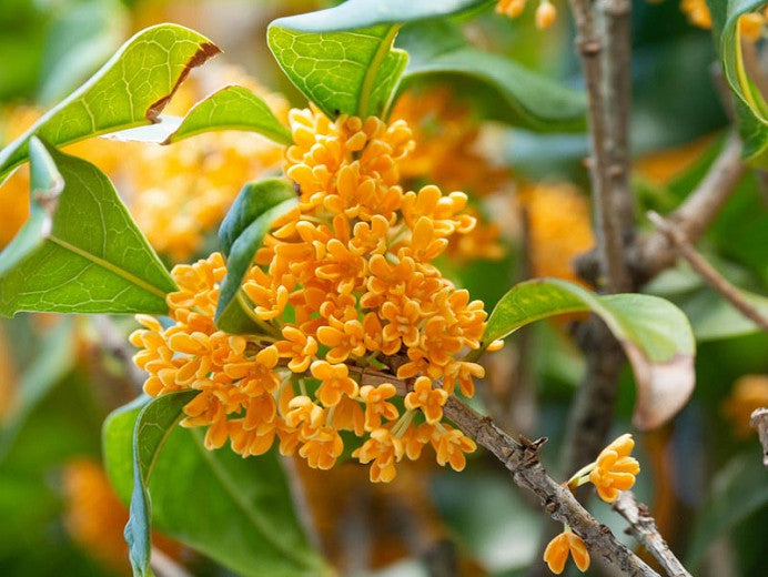 SWEET OSMANTHUS - 30x200g